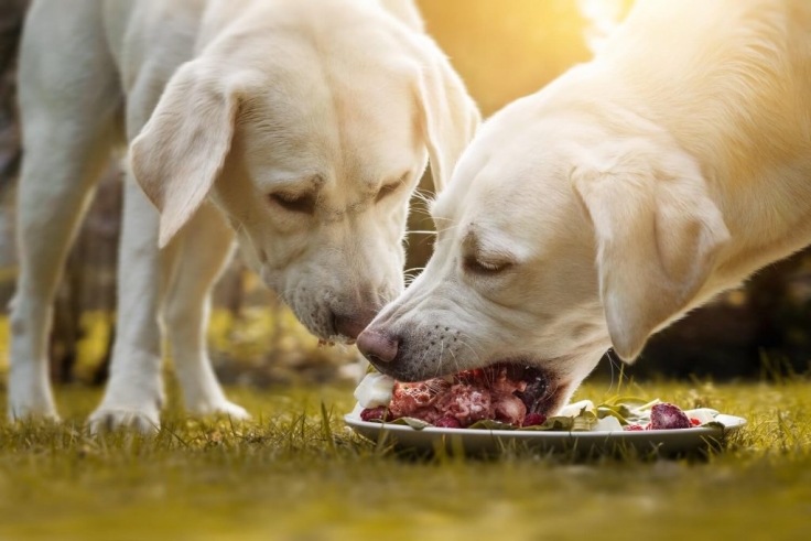 Τι είναι η BARF διατροφή - BARF Ωμή τροφή για σκύλους | Αξεσουάρ | Προϊόντα περιποίησης